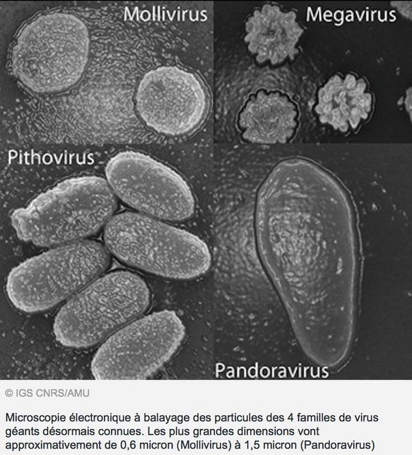 Ученые планируют пробудить 30 000-летний вирус