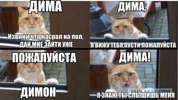 О важном. Проблемы котов