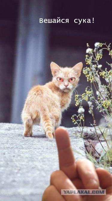 Брутальность этого котёнка зашкаливает!