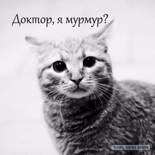 Котовторник 23.02.2016
