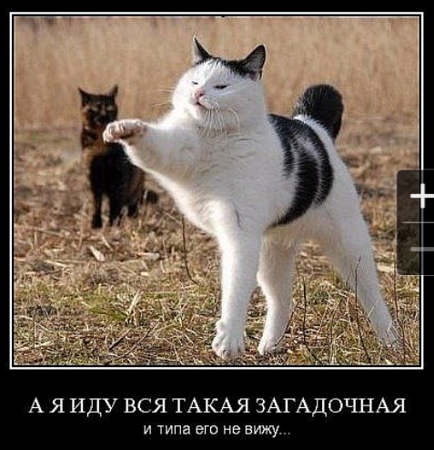 Котовторник  01.03.2016