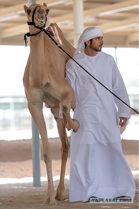 Veyron умер, да здравствует Bugatti Chiron