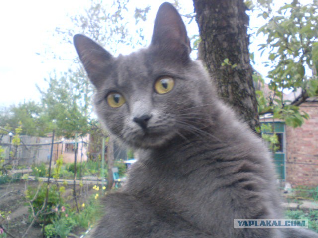 Этого кота убьют на ваших глазах за 5000 рублей