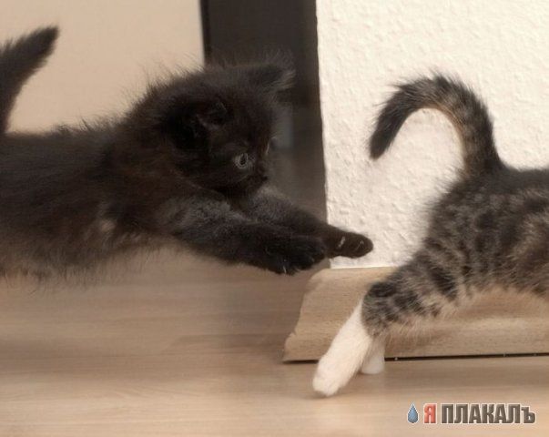 Вторничный котомёт