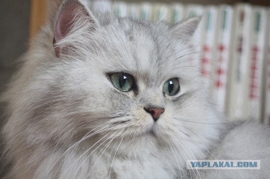 Кото-вторник 24 Мая 2016го :)