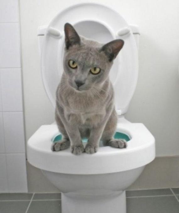 Коты из сети