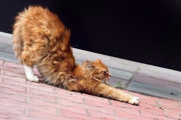 Коты из сети