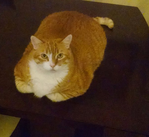 Коты и Кошки