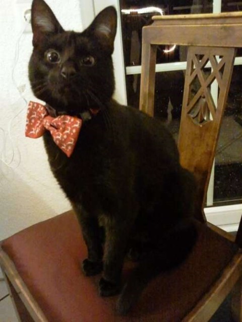 Коты и Кошки