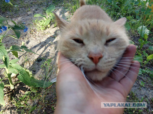 Котовторник 05.06.2018