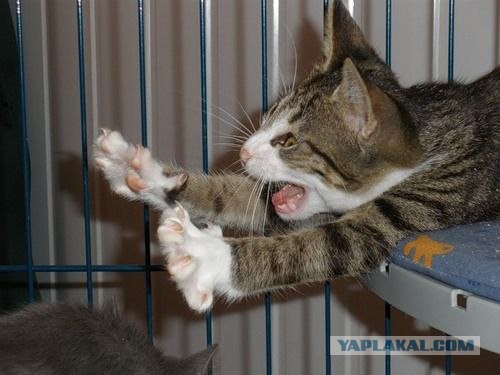Коты на вторник на ЯПлакалъ (07.10.2008)