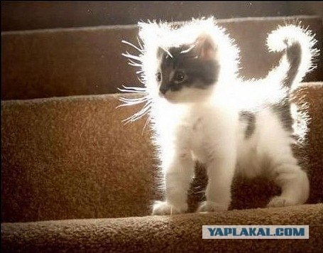 Котовторник, для любителей кошек