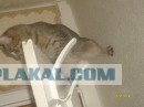 Десантный котовторник
