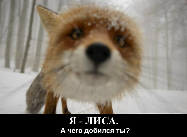 Пошел в лес пофоткать.