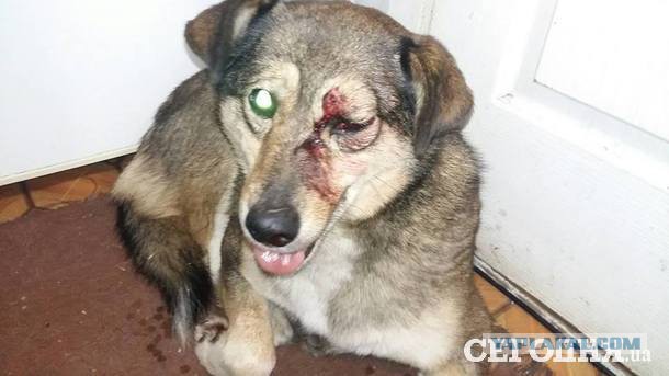 Привязал собак к машине: в Самаре разразился скандал из-за смерти двух псов