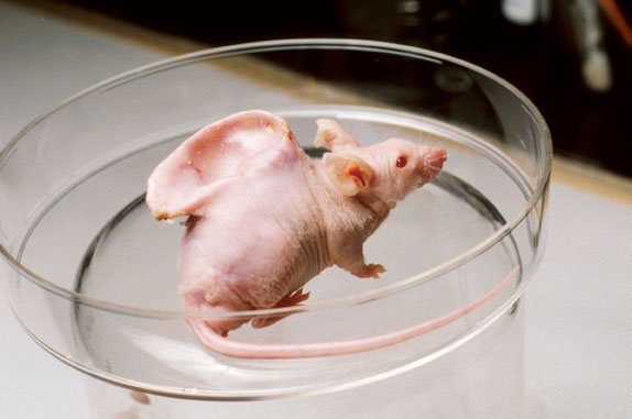 Японские биологи подсадили человеческие клетки в крысиный эмбрион