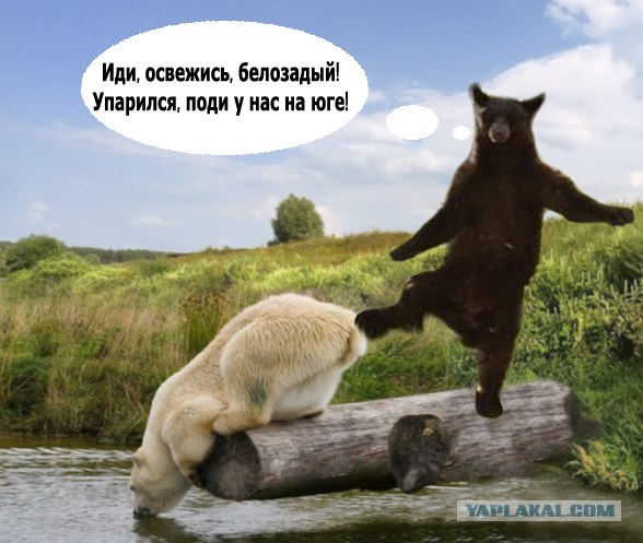 Мишка летун!