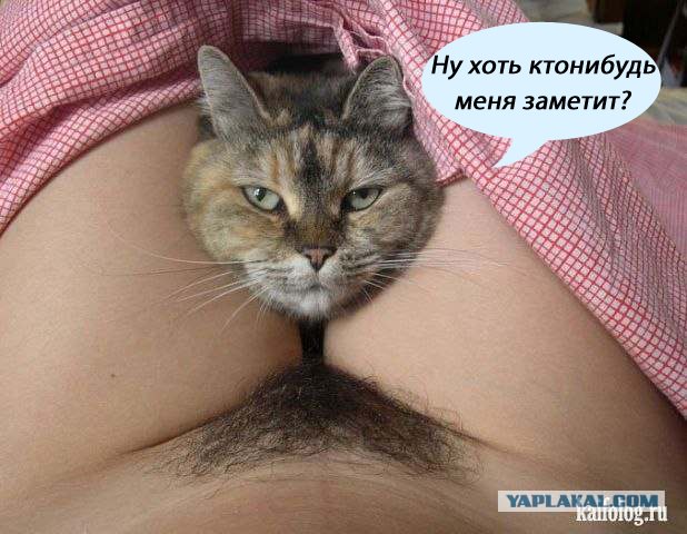 Эпичный кот