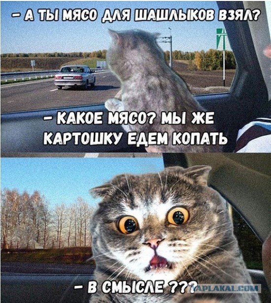 Картинки 24 шт. (вроде)