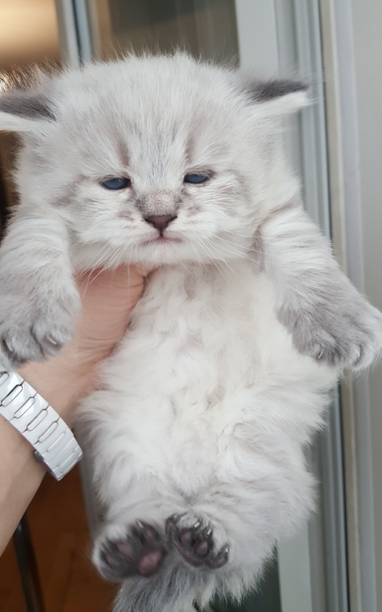 ПозитиФ Чик
