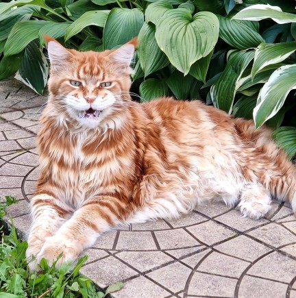 Раз котовторник, то получите )