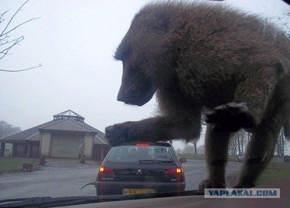 Необычная банда в Южной Африке терроризирует людей