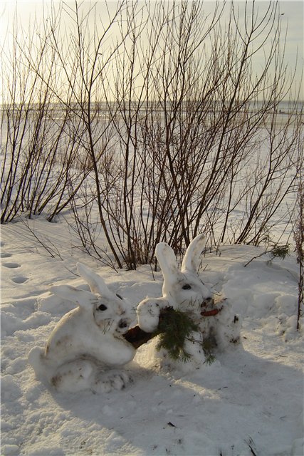 Заяц растаял. Заяц растаял. Заяц растаял. Заяц беляк. Заяц и лиса презентация для дошкольников.