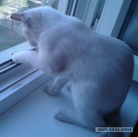 Котовторник 27.5.2014