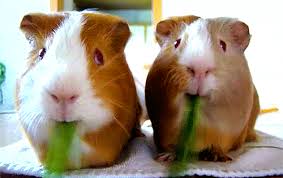 Плюсомет со шпалометом