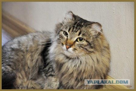 Пост максимально повышенной пушистости