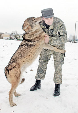 Волк