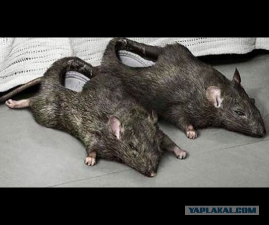Гигантскую крысу нашли на детской площадке в Лондоне