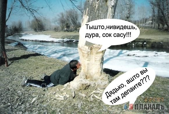 Фотожаба: Почувствуй себя бобром!
