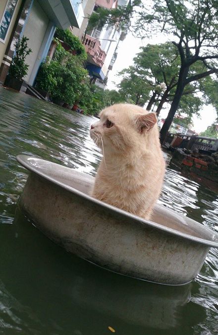 Спасение кота, терпящего бедствие в тазике