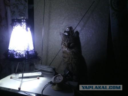 Одмин-извращенец