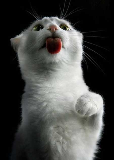 Коты и Кошки