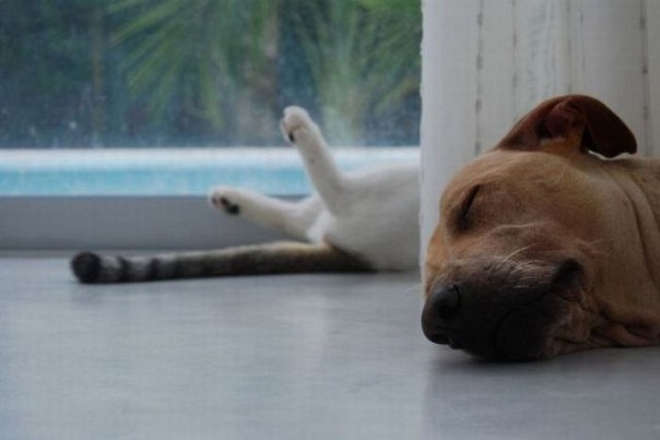 Коты и Кошки