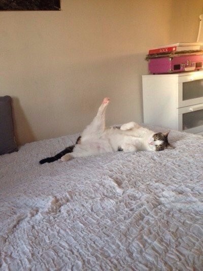 Коты и Кошки