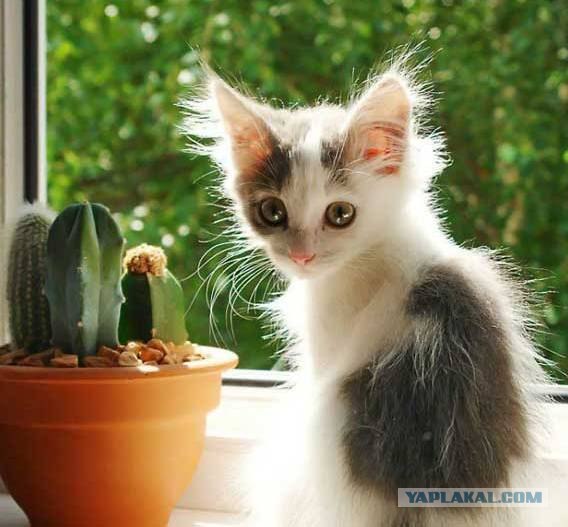 Котовторник  на  ЯПлакалъ