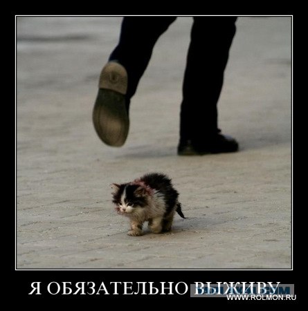 Кошкины истории со счастливым концом