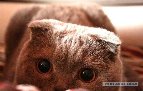 Котовторник 06.09.11