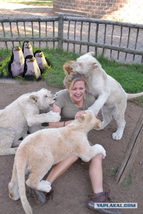 ШОК! В заповеднике  львицы