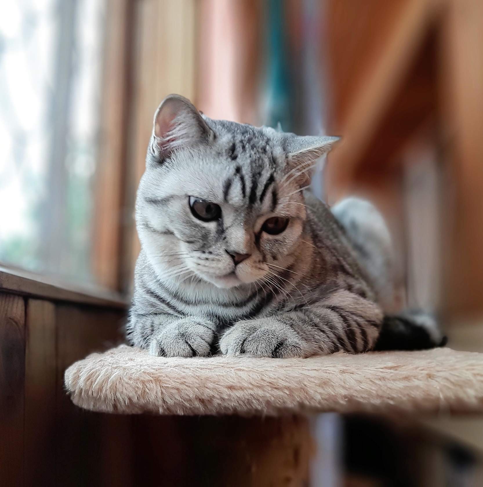 Котовторник