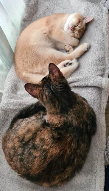 Котовторник же!