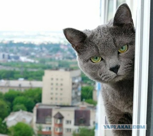 Когда оставил открытое окно на ночь...