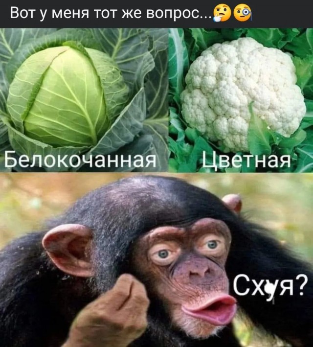 Веселые картинки в пятницу (17.01)