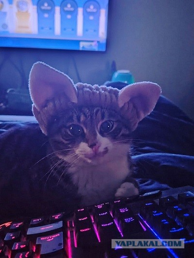 Кот.