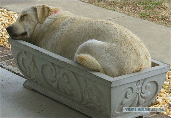 Спящие собаки