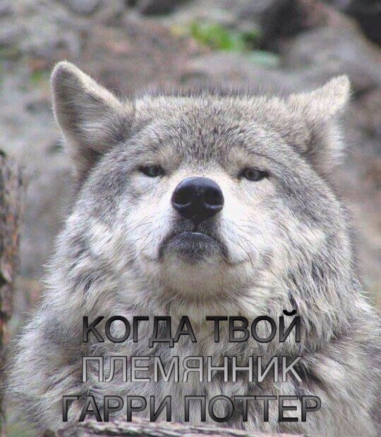 Придет серенький волчок