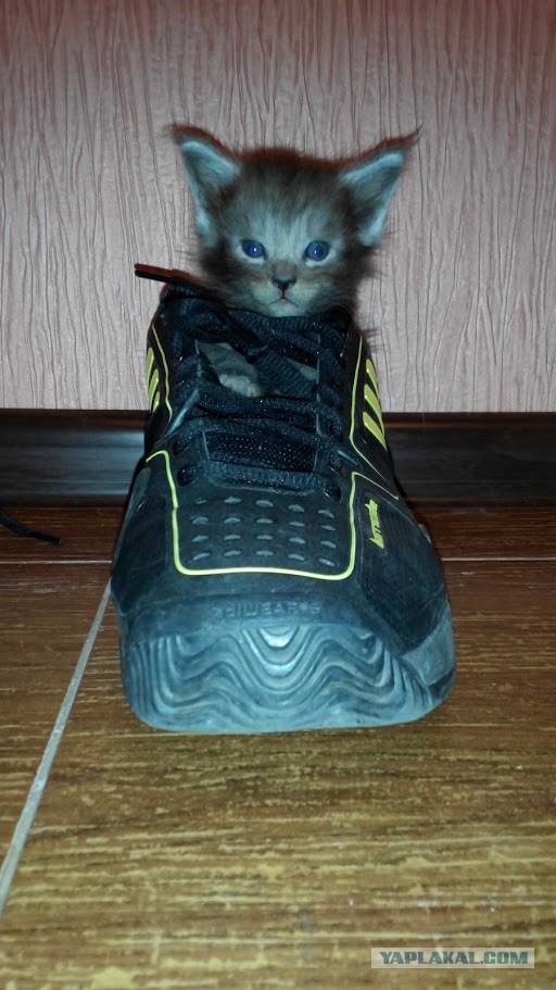 Это моя коробочка...
